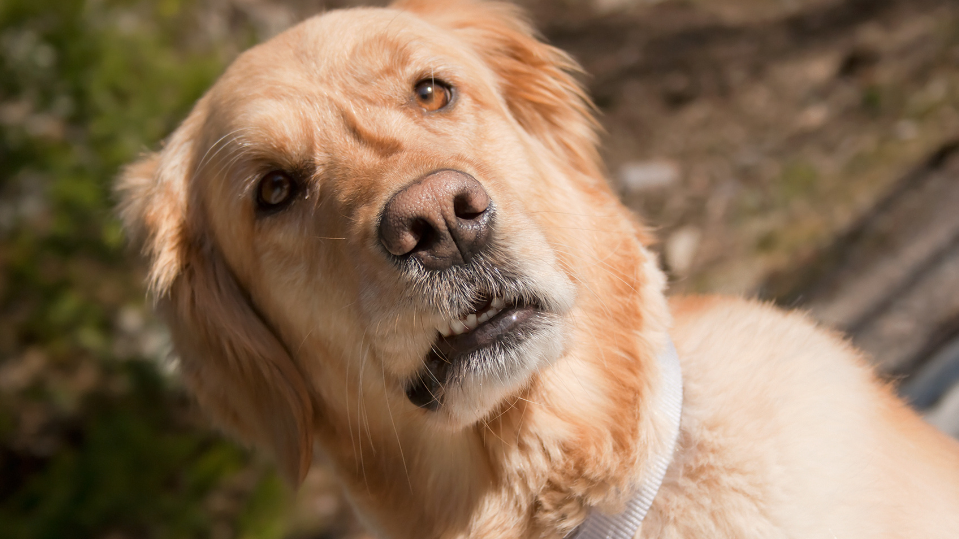 Why Do Some Dogs “Huff” When Annoyed?