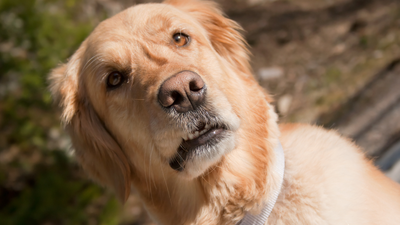 Why Do Some Dogs “Huff” When Annoyed?