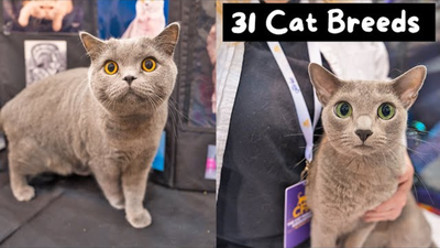 Meet Every Cat Breed at the Largest Cat Show in the World