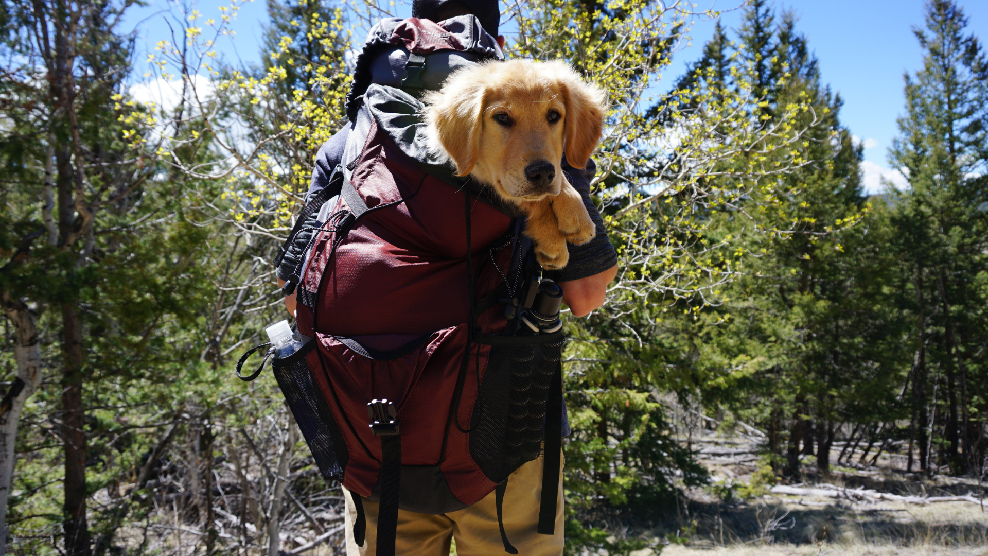 Traveling With Your Pet for the Holidays