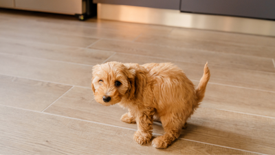 Why Do Dogs Kick After Pooping? The Strange Truth