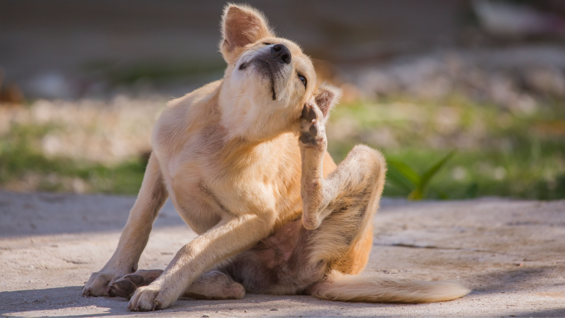 How to Create an Allergy-Safe Home for Your Dog