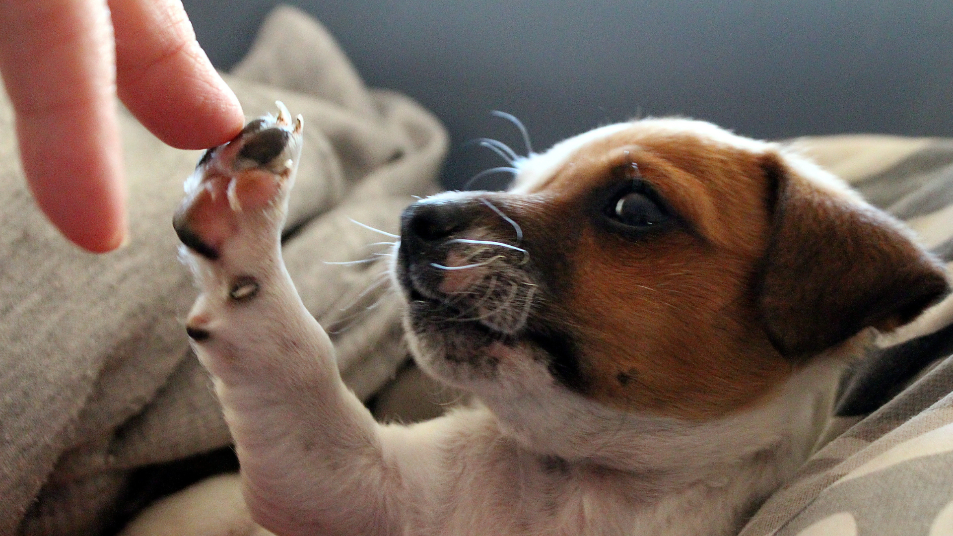 Winter Paw Care: Protecting Your Dog Naturally