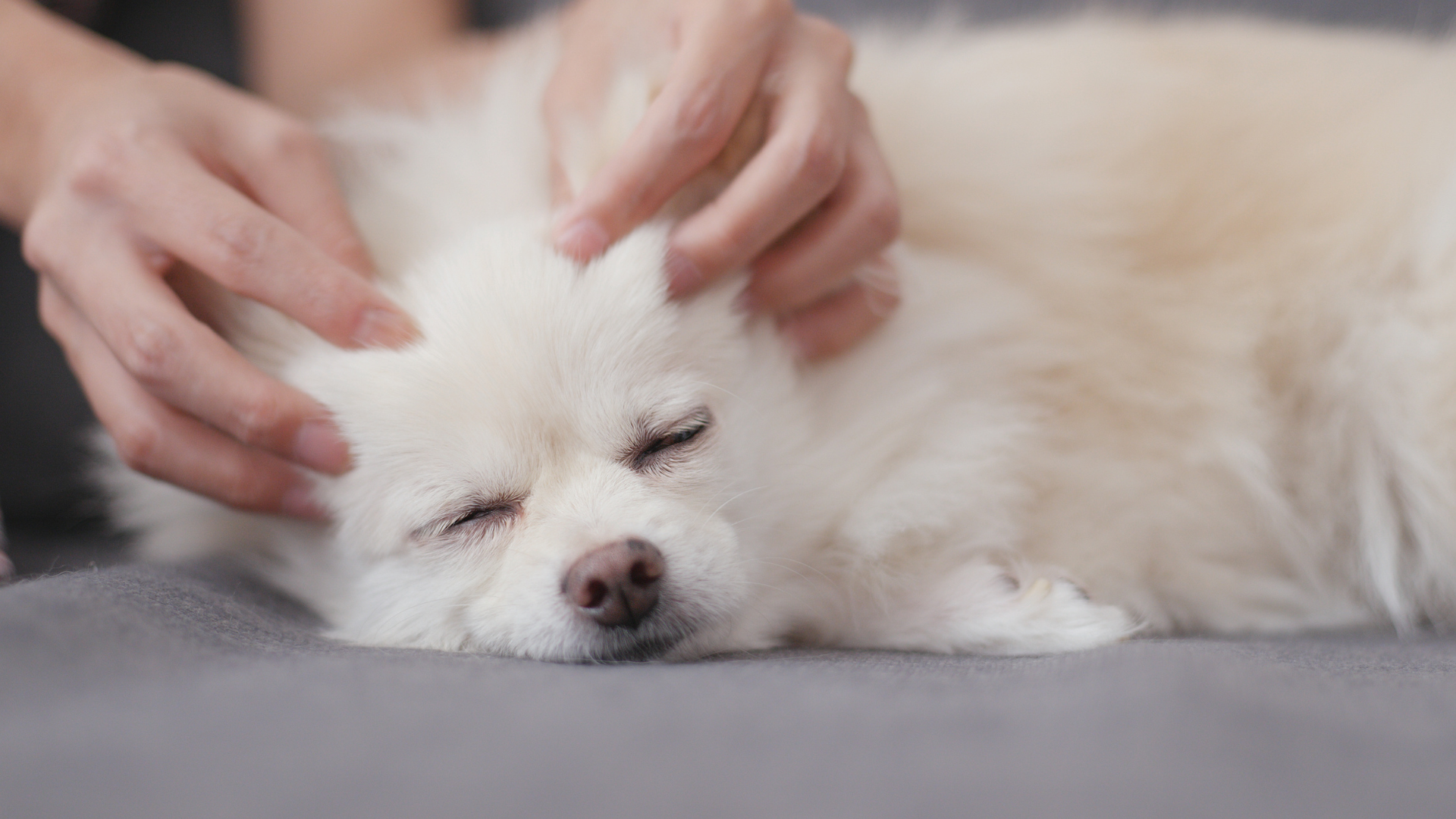 The Benefits of Canine Massage & How to Do It at Home