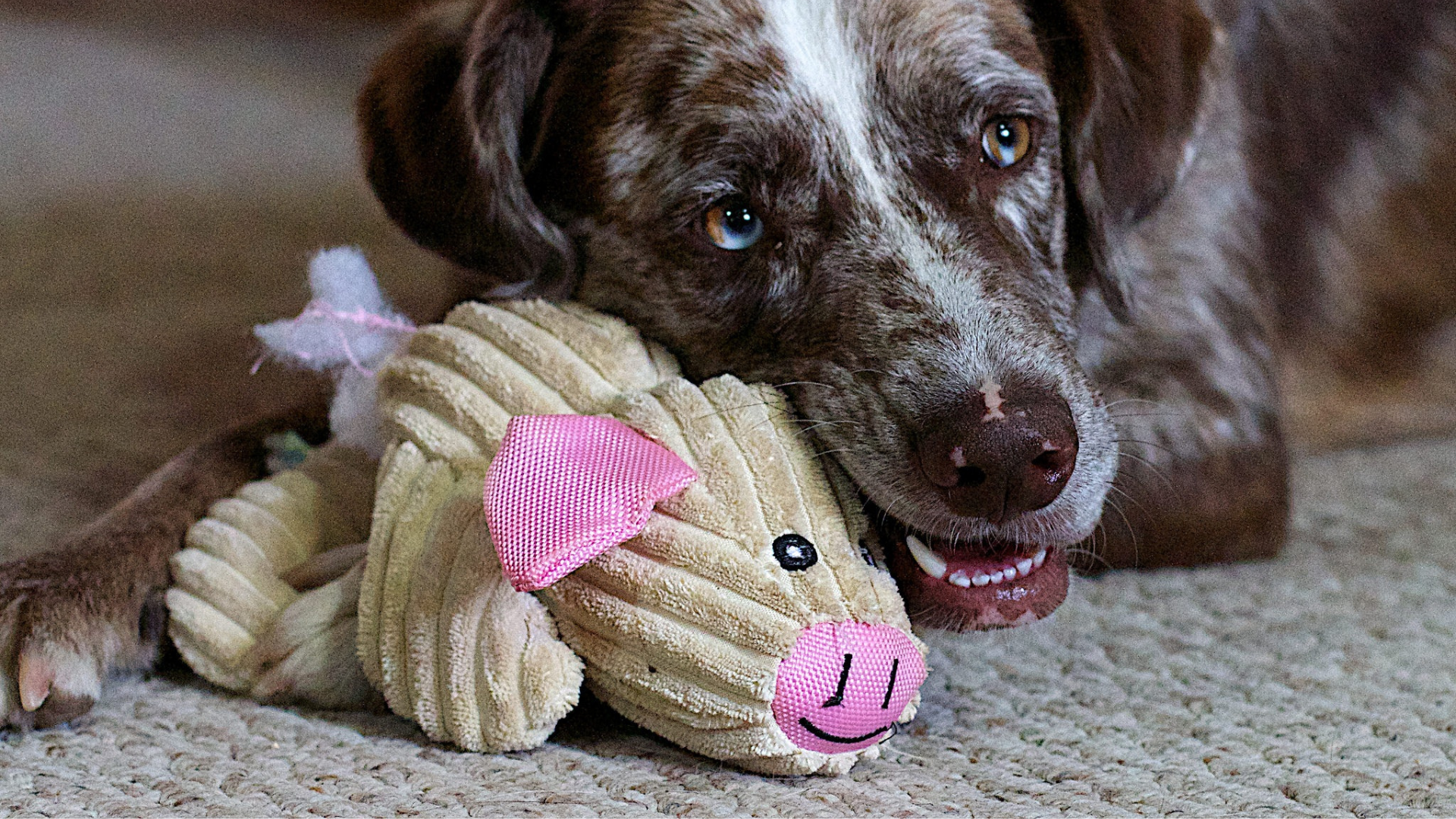 Upcycling Household Items into Dog Toys