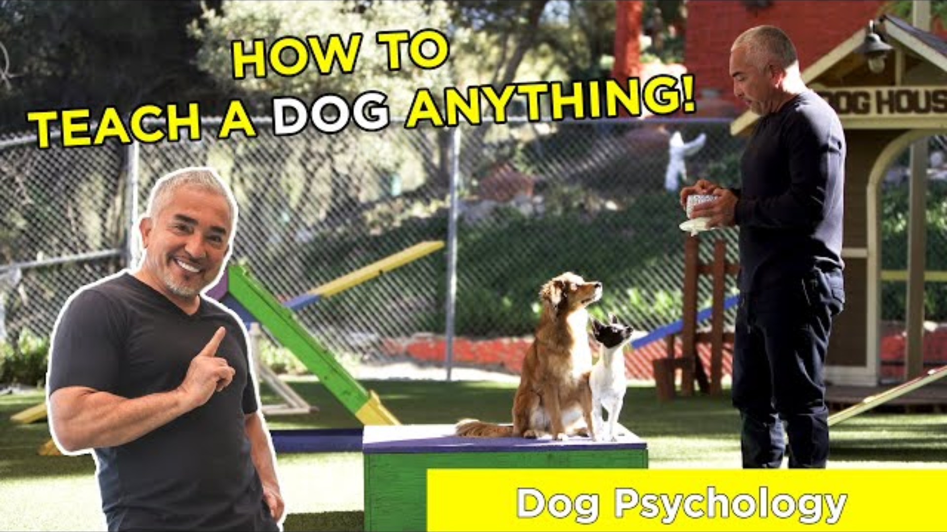 How to Teach Your Dog Anything With Cesar Millan