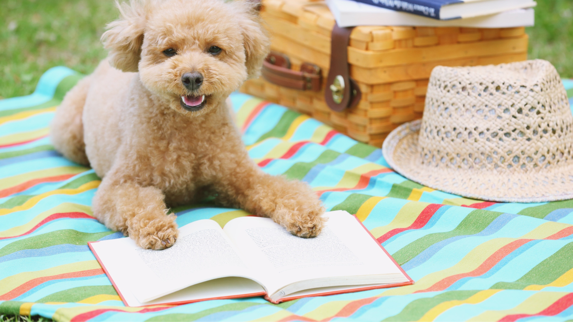 Seasonal Dog Health Tips for Hot Weather