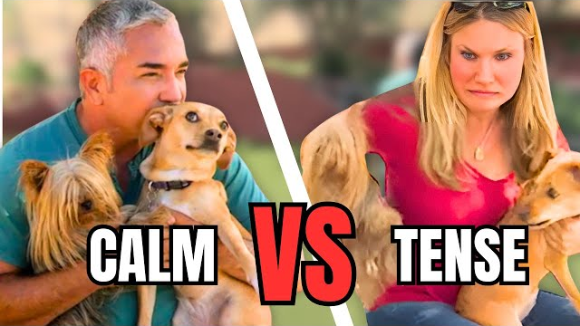 How This Girl Stopped Her Dog’s Aggression by Becoming a Leader