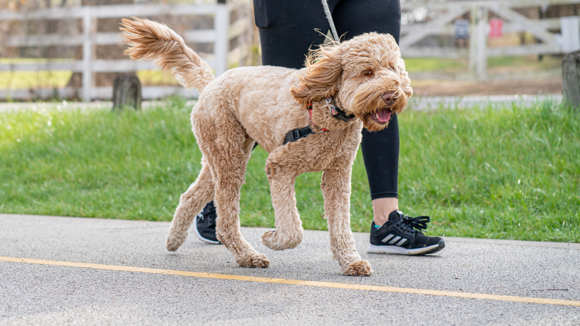 The Best Low-Impact Exercises for Arthritic Dogs