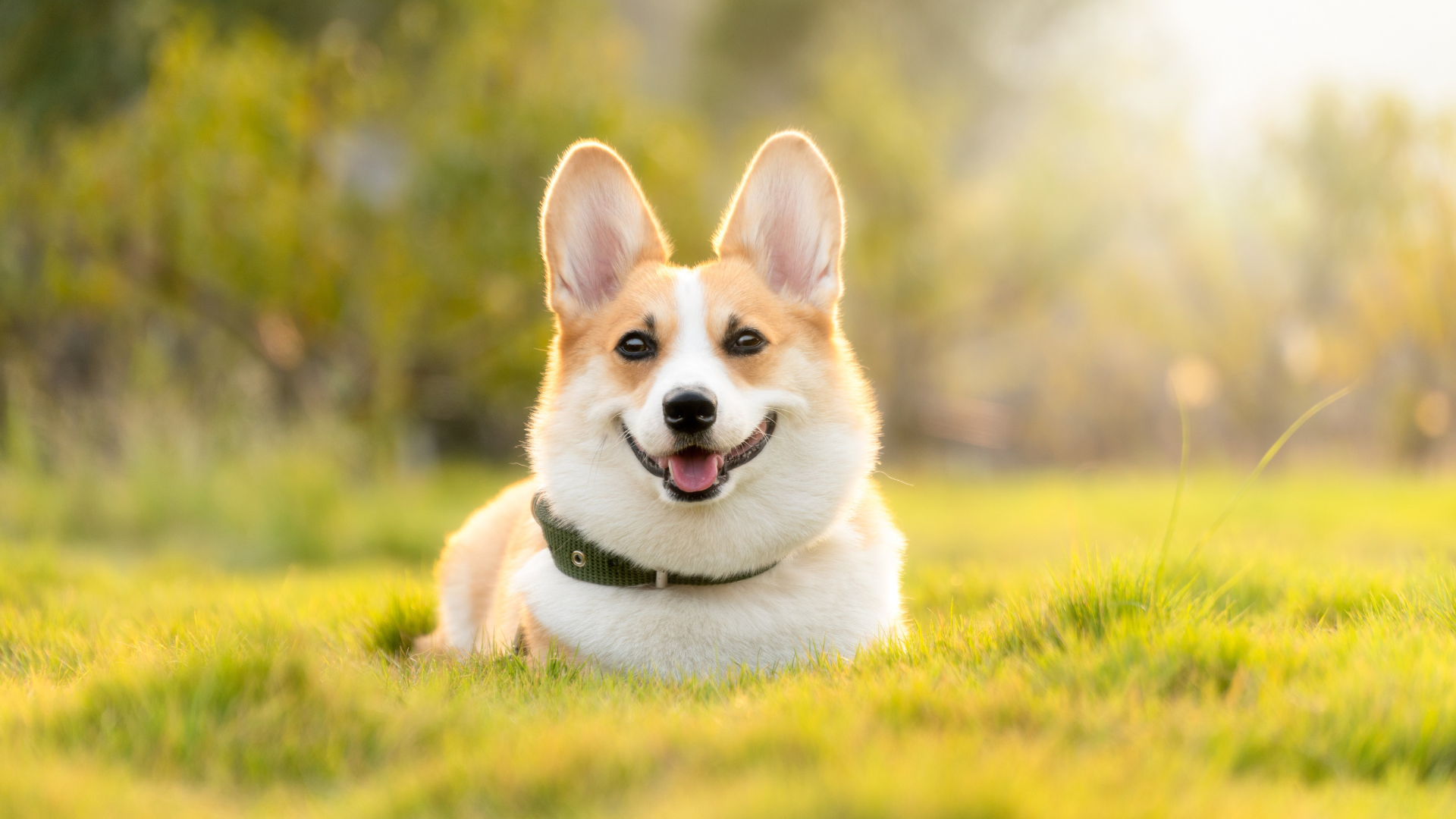Solar-Powered Gadgets for Eco-Conscious Pet Owners