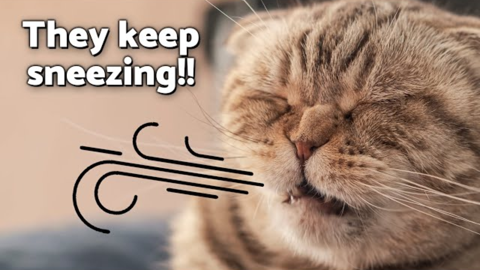 Why Your Cat Sneezes a Lot: These Are the 8 Main Causes