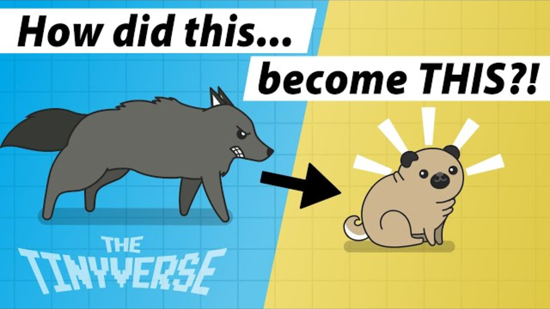 A Brief History of Dogs: How We Domesticated Dogs