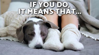 The Truth About Why Your Dog Likes to Sleep Between Your Legs: The Hidden Reason