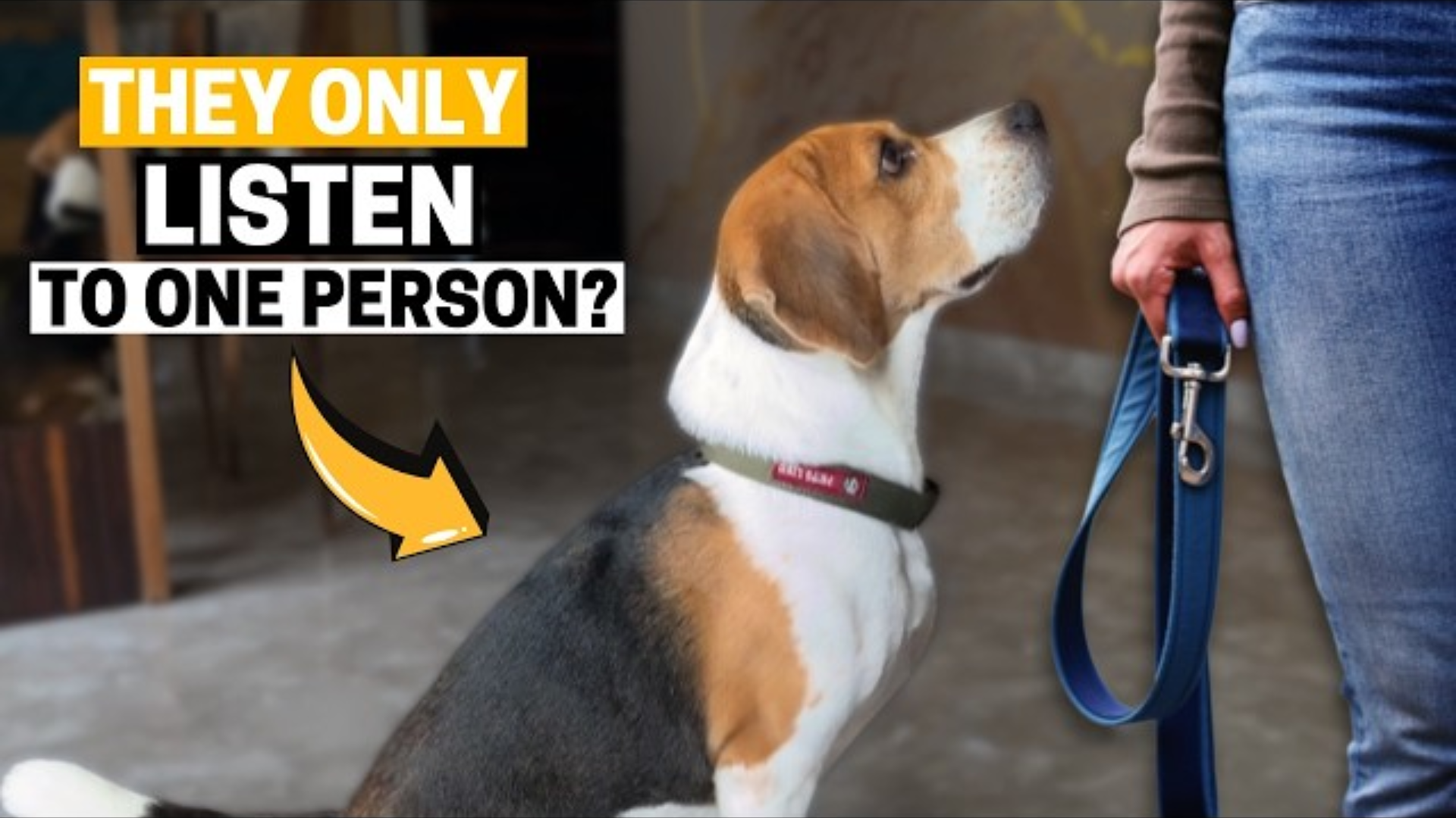 Do Beagles Really Only Listen to One Person? The Truth Revealed
