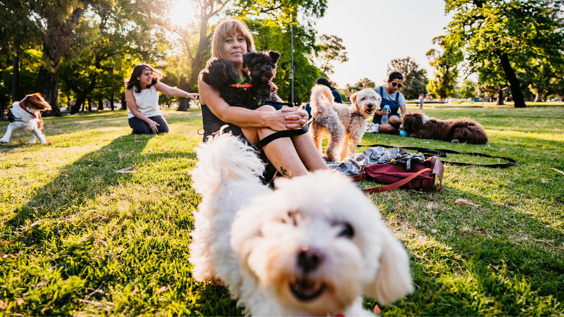 The Truth About Dog Parks: Are They Safe for Your Pup?