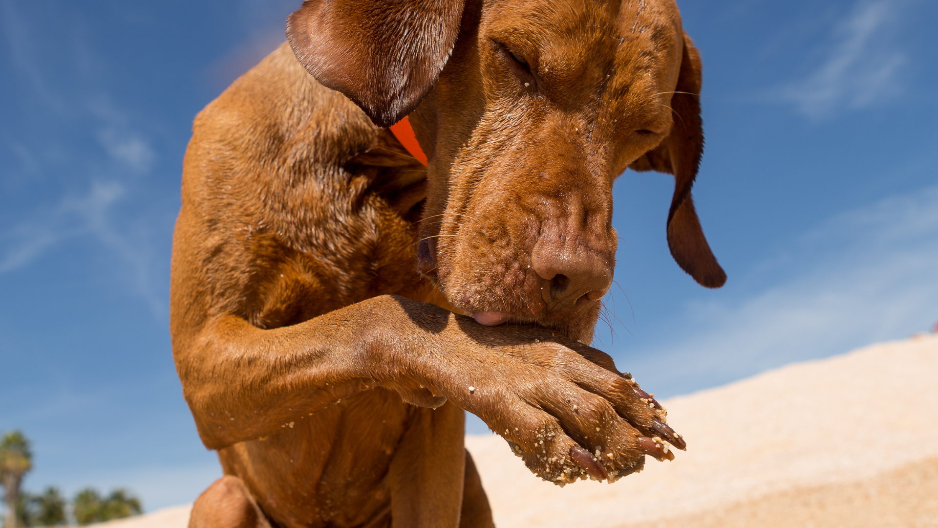 Why Do Dogs Lick Their Paws Excessively? (And How to Stop It)