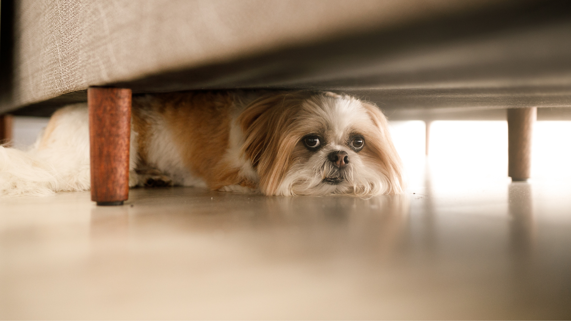 The Weirdest Things Dogs Are Afraid Of (And Why)