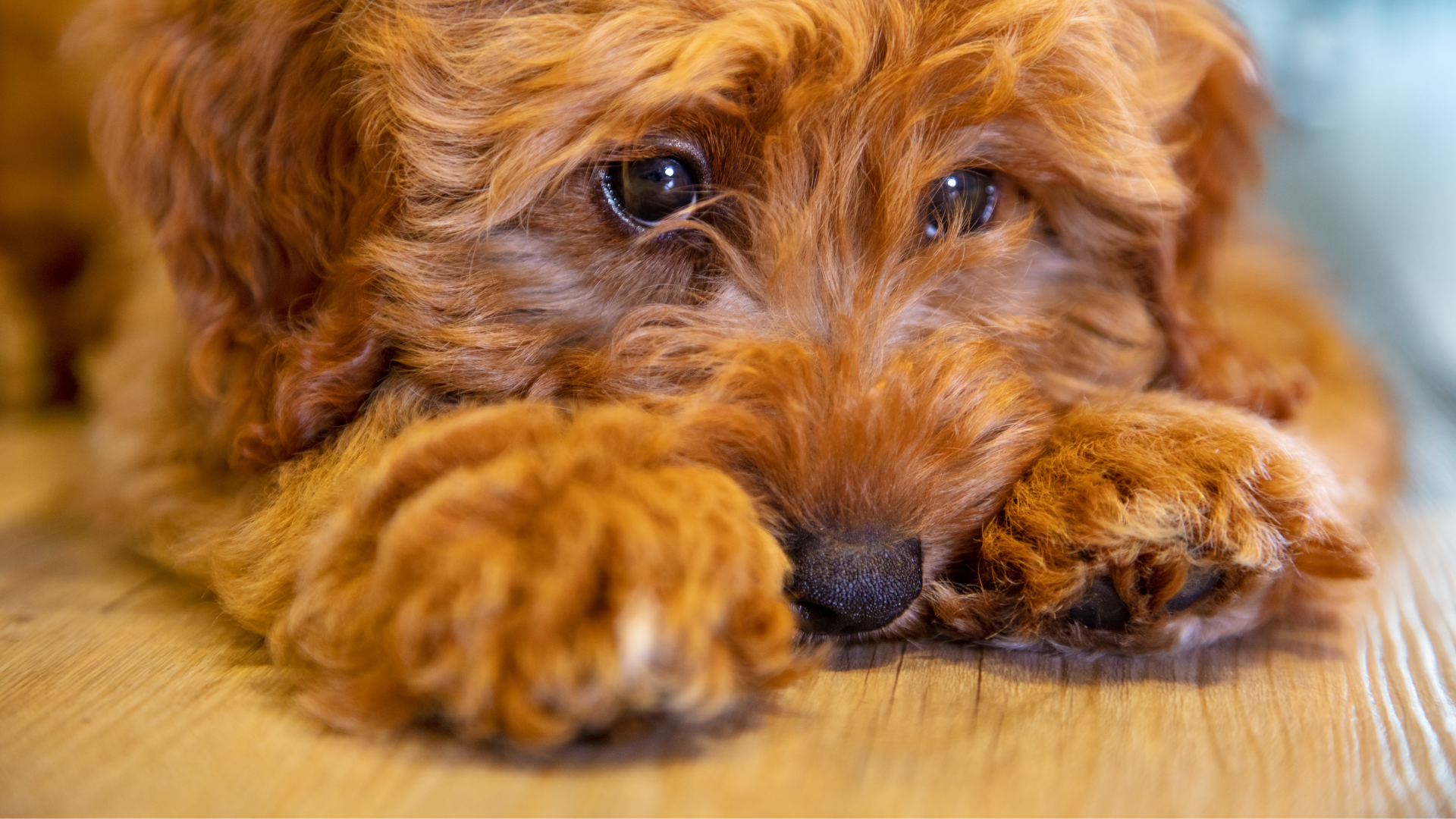 How to Stop a Puppy Crying at Night