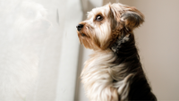 How to Help Your Dog Overcome Separation Anxiety