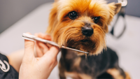 Eco-Friendly Pet Care: Sustainable Grooming Products