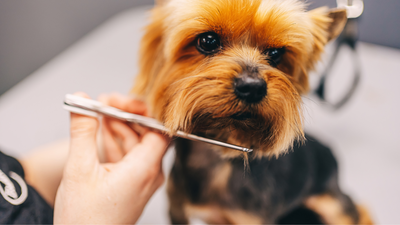 Eco-Friendly Pet Care: Sustainable Grooming Products