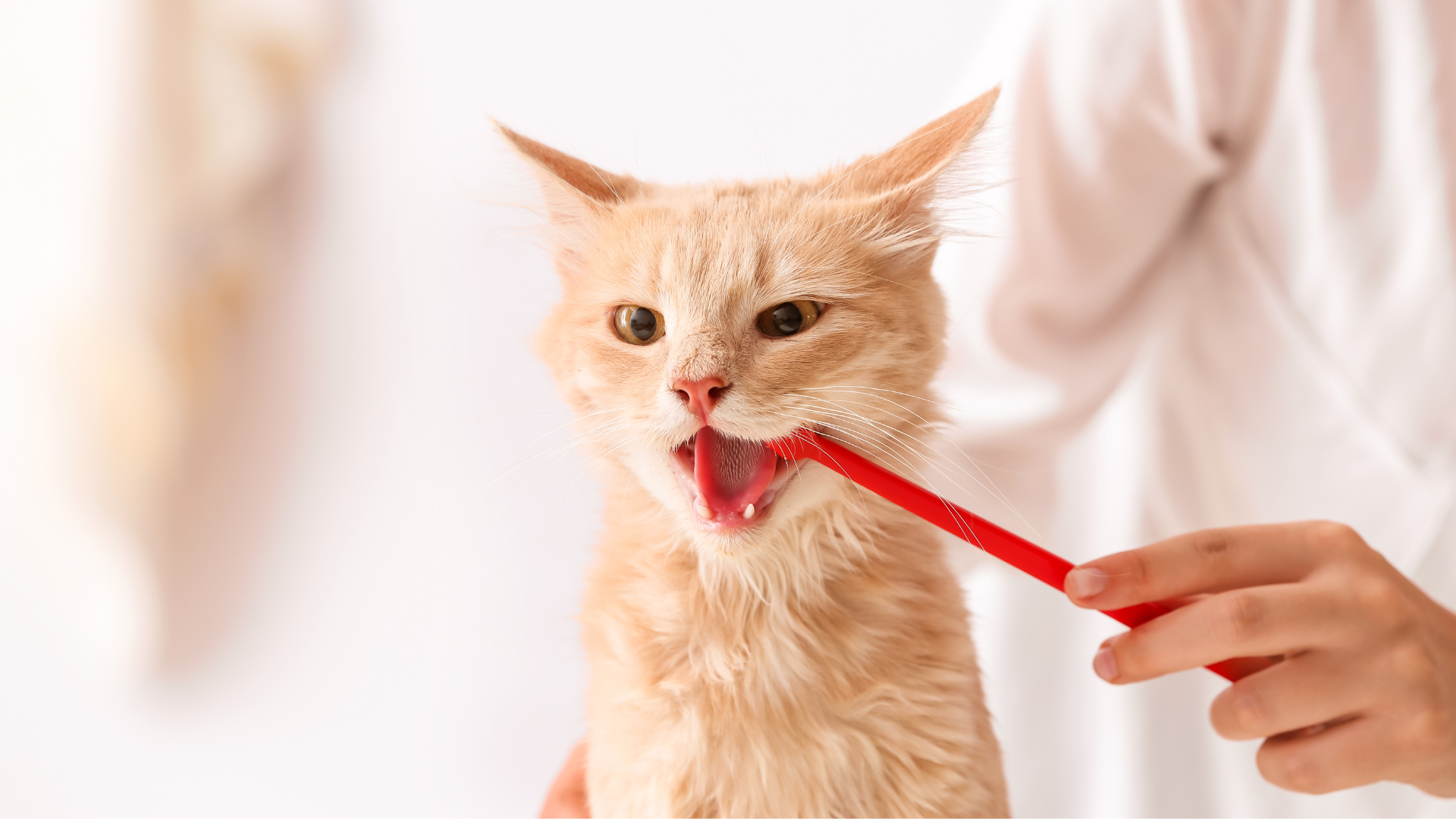 Why Does My Cat Drool?