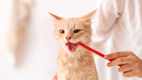 Why Does My Cat Drool?