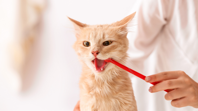 Why Does My Cat Drool?