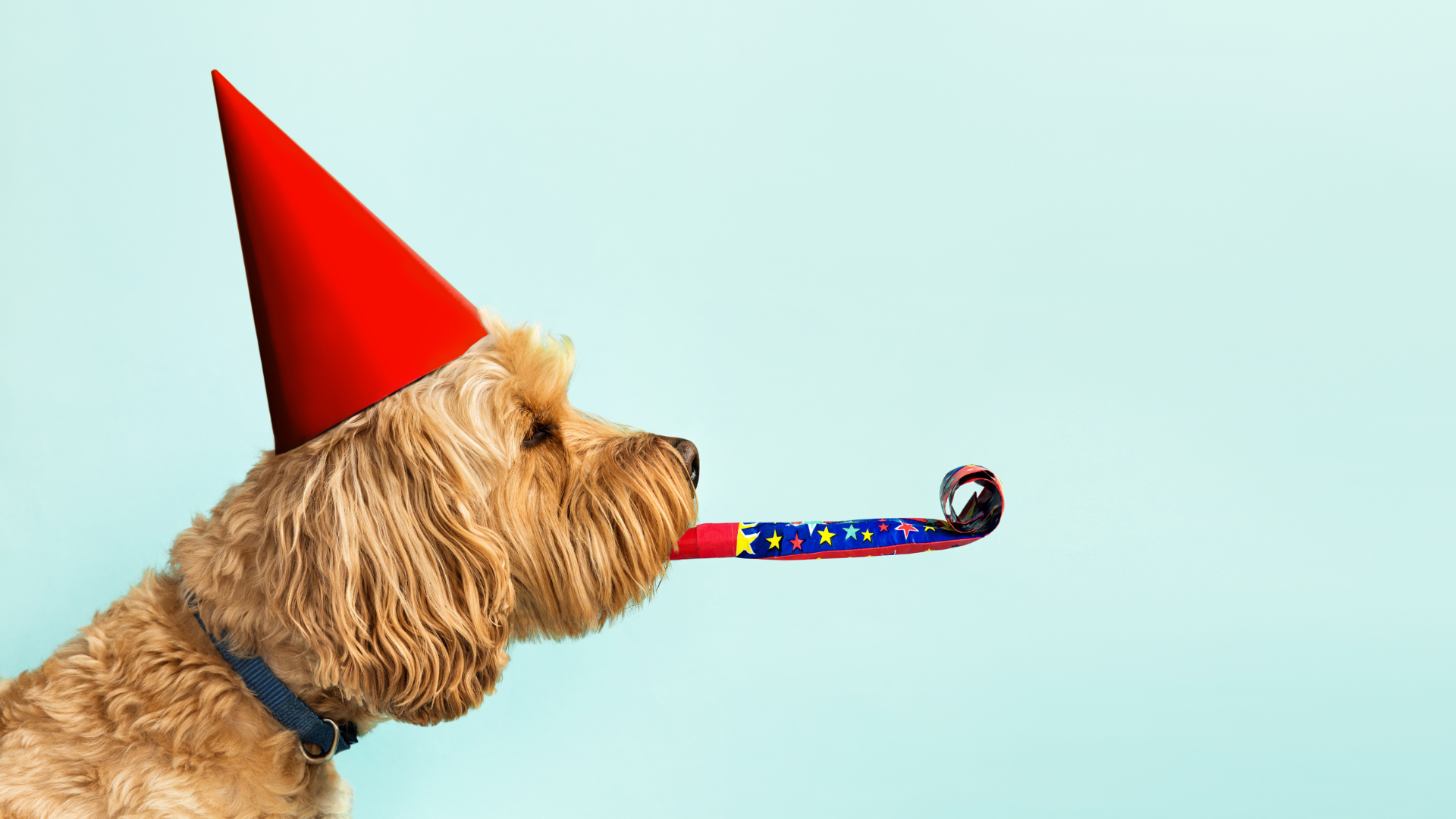 How to Throw a Zero-Waste Birthday Party for Your Dog