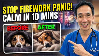 How to Calm Your Dog's Fireworks Anxiety Before It Starts