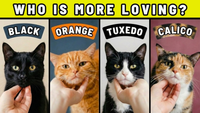 Why You’ve Been Choosing the Wrong Cat Color for Years