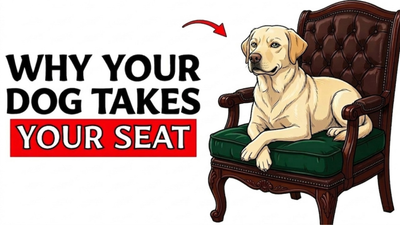 Why Your Dog Takes Your Seat and What It Really Means
