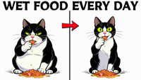What Really Happens to Your Cat When You Feed Them Wet Food Every Day