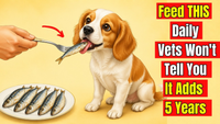 Human Foods That Can Support Your Dog’s Health and Longevity