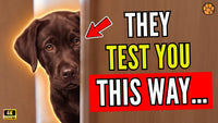 The Psychological Tests Your Dog Runs on You Every Day